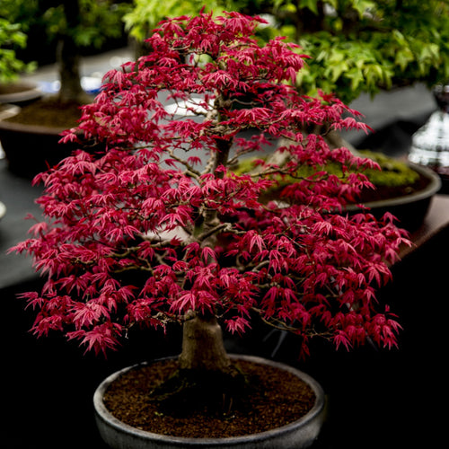 An Acer palmatum Atropurpureum Purple Japanese Maple bonsai tree with beautiful dark leaves all year | Heartwood Seeds UK