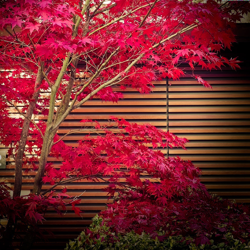 acer plant seeds Acer palmatum 'Osakazuki' (Japanese Maple) | 5 Seeds