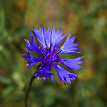 Load image into Gallery viewer, Fading flowers of the temperate Europen native annual Cornflower Centaurea cyanus will soon give way for seeds to feed birds