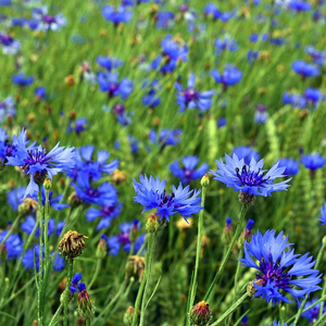 A wildflower meadow garden design full of beautiful spring Cornflower Centaurea cyanus flowers in rich shades of blue-purple