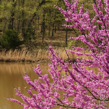 Load image into Gallery viewer, Magnificent magenta-pink spring blossoms of a handsome small Cercis occidentalis California Redbud tree next to a river
