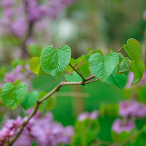 Pretty heart-shaped blue-green summer leaves & magenta flowers of Western Redbud tree Cercis occidentalis within Arizona