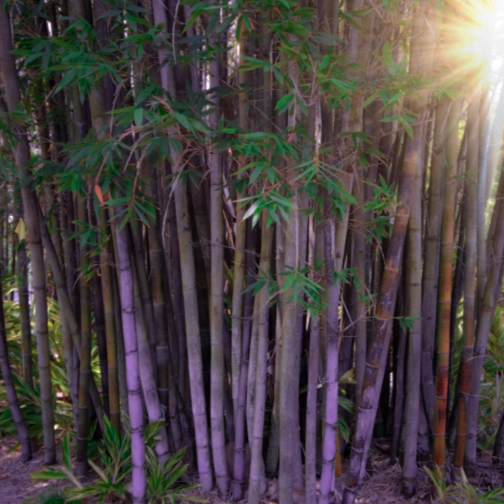 Elegant Bamboo - Dendrocalamus Elegans **NON-INVASIVE, CLUMPING