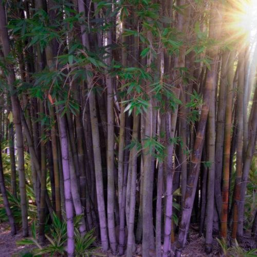The attractive light blue and yellow striped culms of a Dendrocalamus latiflorus Taiwan Giant Bamboo | Heartwood Seeds UK