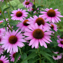Load image into Gallery viewer, Flowering perennial Purple Coneflower Echinacea purpurea is a wonderful addition to any flower border or prairie-style garden