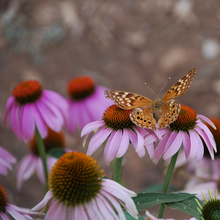 Load image into Gallery viewer, The ornamental flowers of Purple Coneflower Echinacea purpurea are a magnet for butterflies &amp; other vital garden pollinators