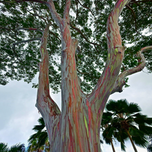 Load image into Gallery viewer, Intense Rainbow Coloured Bark of Rare Eucalyptus deglupta Mindanao Gum Tree in Garden of Tropical Plants | Heartwood Seeds UK