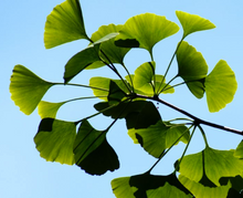 Load image into Gallery viewer, Bright lime-green spring fan-shaped leaves of the Maidenhair Fossil Tree Ginkgo biloba dance in the wind within bright sun