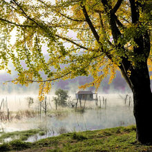 Load image into Gallery viewer, Saffron yellow leaves of a large Ginkgo biloba Maidenhair Fossil Tree which stands by a misty lake within China during autumn