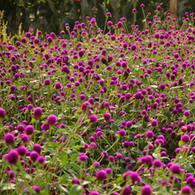 Load image into Gallery viewer, A field of bright magenta pom-pom flowerheads of the florist's favourite Gomphrena globosa Globe Amaranth within autumn