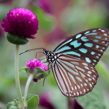 Load image into Gallery viewer, Bracted bright magenta summer flowerheads of the garden annual Purple Globe Amaranth Gomphrena globosa | Heartwood Seeds UK
