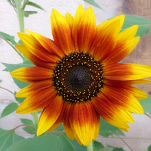 Load image into Gallery viewer, Warm golden yellow and orange ray florets surround the darker disc florets of a Helianthus annuus &#39;Autumn Beauty&#39; sunflower