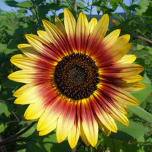 Load image into Gallery viewer, Sunlight filters through artistic cream and mahogany-red petals of the remarkable sunflower Helianthus annuus &#39;Autumn Beauty&#39;