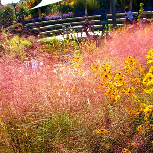Showy clump of attractive rose-pink seed heads of Muhly Grass Muhlenbergia capillaris amongst summer yellow Rudbeckia flowers