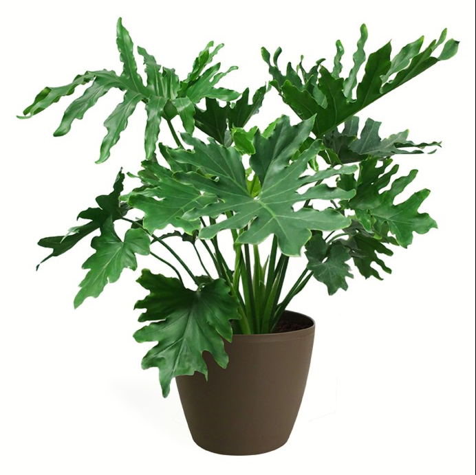 philodendron bipinnatifidum uk Philodendron bipinnatifidum (P. selloum) Split-Leaf / Fiddle-Leaf Philodendron | 15 to 100 Fresh Seeds