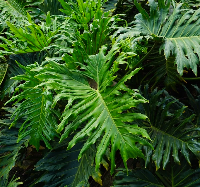 lacy tree philodendron for sale Philodendron selloum (Lacy Leaf Palm Tree) 15-100 Seeds £3.99