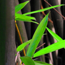 Load image into Gallery viewer, Bright green leaves contrast with the shiny black bamboo culms of Phyllostachys nigra in southern China | Heartwood Seeds UK