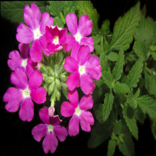 Load image into Gallery viewer, Beautiful intensely coloured long-lasting fragrant purple autumn blooms & serrated foliage of annual verveine Verbena hybrida