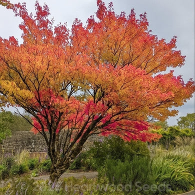 Brilliant Autumn Colours of Scarlet Orange & Crimson Foliage of Manchurian Maple Acer mandshuricum Tree | Heartwood Seeds UK