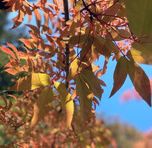 Load image into Gallery viewer, Striking Fiery Display of Beautiful Trifoliate Leaves in Fall of Ornamental Garden Tree Manchurian Maple Acer mandshuricum