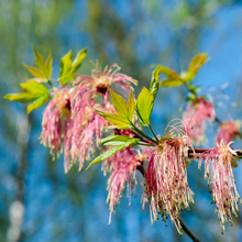 Load image into Gallery viewer, Delicate Racemes of Pink-white Spring Flowers on a Picturesque Ash Maple Tree Acer negundo in Garden Sun | Heartwood Seeds UK