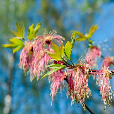 Delicate Racemes of Pink-white Spring Flowers on a Picturesque Ash Maple Tree Acer negundo in Garden Sun | Heartwood Seeds UK