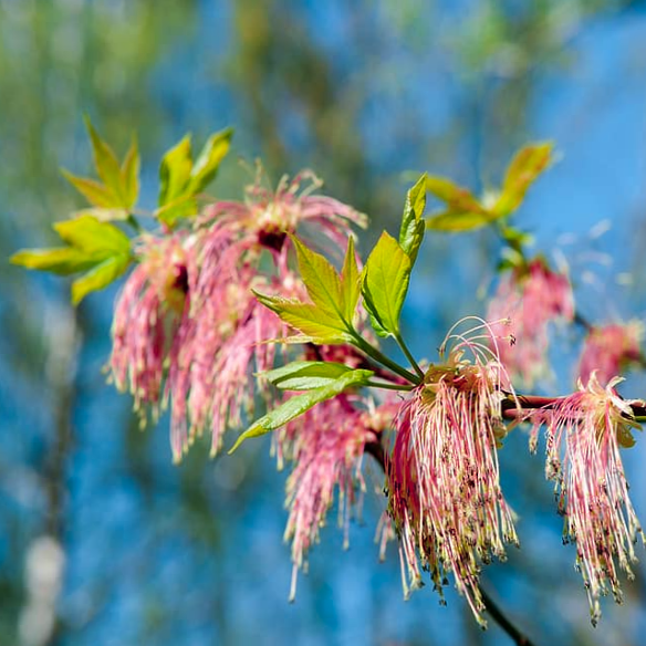 Delicate Racemes of Pink-white Spring Flowers on a Picturesque Ash Maple Tree Acer negundo in Garden Sun | Heartwood Seeds UK