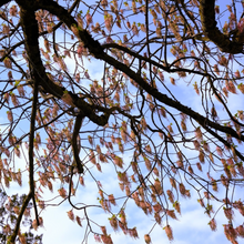 Load image into Gallery viewer, Drooping Clusters of Small Pink Flowers Gracefully Adorn an Acer negundo Box Elder Tree Adding Beauty to a Spring Landscape 