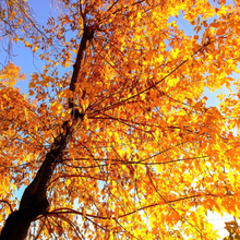 Load image into Gallery viewer, Stunning Garden Display of Vibrant Yellow Autumn Pinnate &amp; Palmate Foliage on Deciduous Acer negundo Box Elder Ash Maple Tree