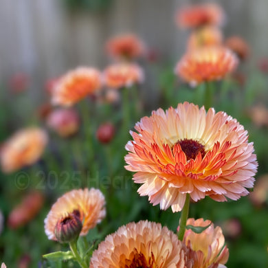 Spring Peach & Maroon Flowers of Showstopper Garden Plant Pot Marigold Calendula officinalis Sherbet Fizz •Heartwood Seeds UK