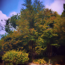 Load image into Gallery viewer, Red tints appear on green summer leaves of a Cercidiphyllum japonicum Katsura Tree at the National Botanic Garden of Wales