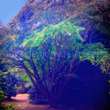 Load image into Gallery viewer, Warm autumn colours on the foliage of a large Cercidiphyllum japonicum Katsura Tree within Trewidden Garden West Cornwall