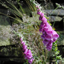 Load image into Gallery viewer, Creamy lavender Spring flowers of pollinator friendly cottage garden biennial foxglove Digitalis purpurea •Heartwood Seeds UK