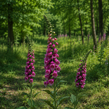 Load image into Gallery viewer, Tall spires of enchanting dusky rose mauve bell-shaped summer blooms of native wildflower foxglove Digitalis purpurea in wood