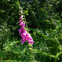 Load image into Gallery viewer, Digitalis purpurea flowers in creamy purple rose shades with speckled eye-catching dark freckled throats in wildflower meadow