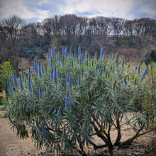 Load image into Gallery viewer, Beautiful blue flowers and grey-green foliage of a Pride of Madeira Echium fastuosum candicans plant in a sub-tropical garden