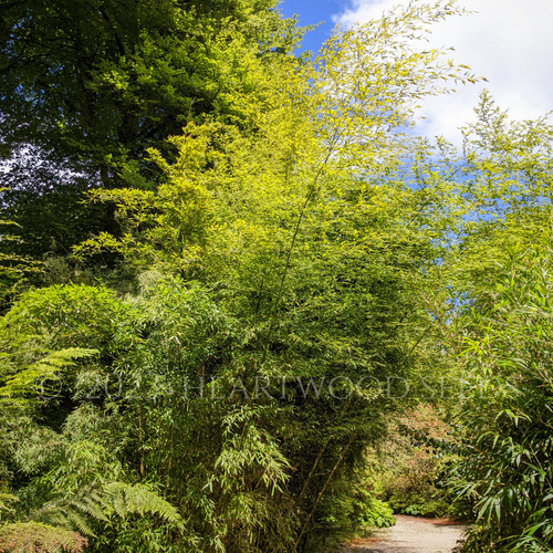 Attractive Foliage Canopy of Ornamental Hardy Rare Garden Plant Yuanjiang Bamboo Fargesia yuanjiangensis | Heartwood Seeds UK