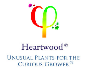 Heartwood Seeds Unusual Plants for the Curious Grower | Heart-shaped tree logo with leaves based upon Golden Ratio Phi Symbol