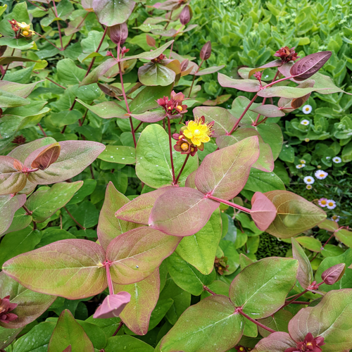 Golden Yellow Spring Flowers & Red Tainted Foliage of Garden Plant Tutsan St. John's Wort Hypericum androsaemum in Woodland