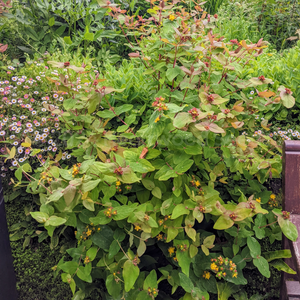 Stunning contract of blue-green summer foliage & dainty golden-yellow flowers of Shrubby St John's Wort Hypericum androsaemum