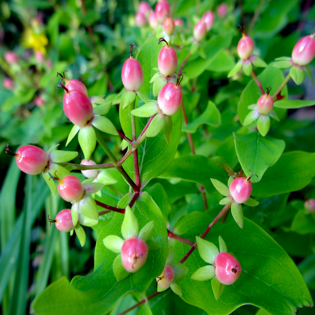Ornamental pink autumn berries on perennial garden shrub plant Tutsan Sweet Amber Hypericum androsaemum | Heartwood Seeds UK