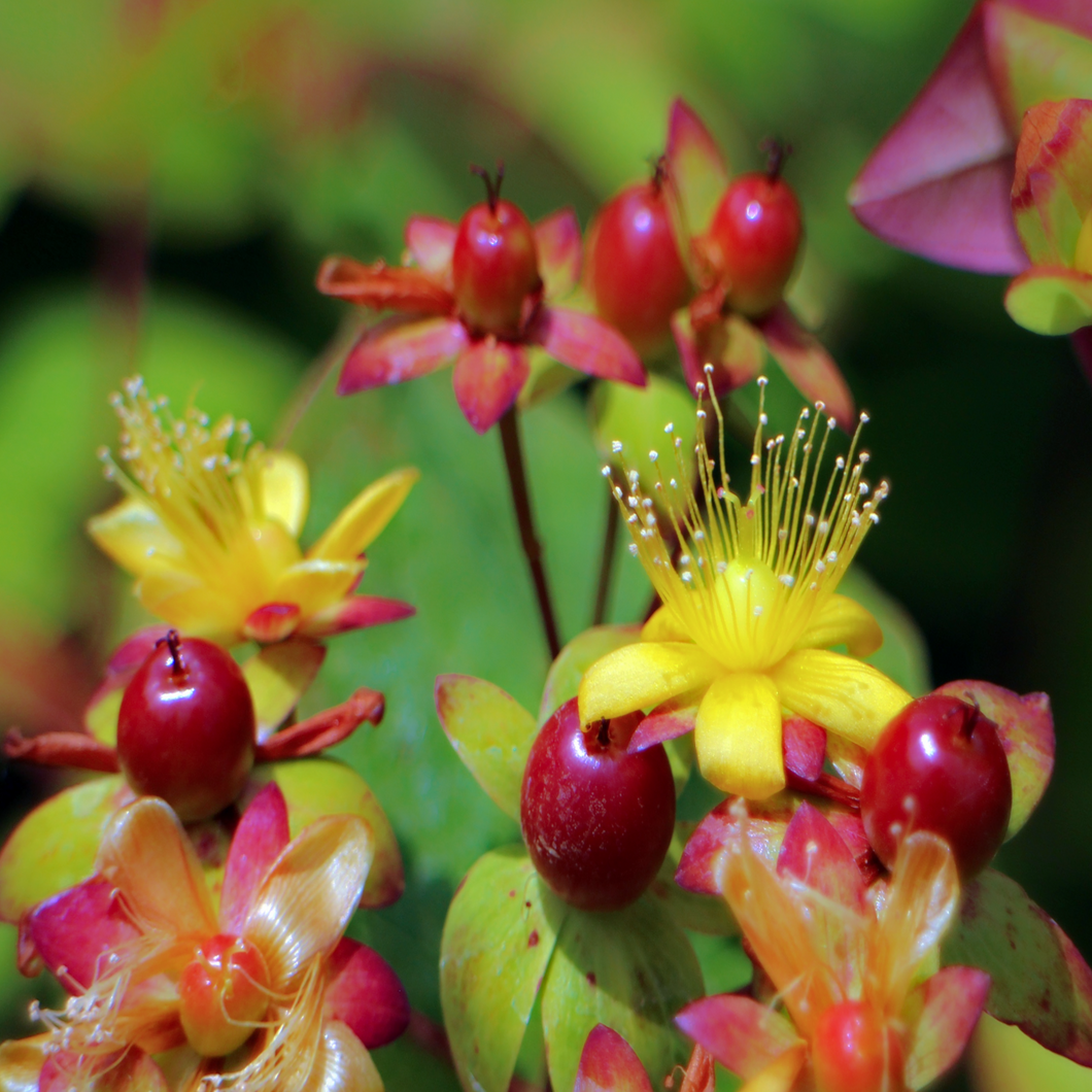 Long Stamens, Yellow Flowers & Red Berries of Perennial Shrub Fragrant St John's Wort Hypericum hircinum | Heartwood Seeds UK