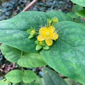 Vivid Yellow Summer Blossoms Attract Pollinators & Contrast with Blue-Green Foliage of Garden Plant Tutsan Hypericum hircinum