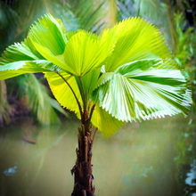 Load image into Gallery viewer, Large palmate architectural leaves of the Vanuatu ruffled fan palm Licuala grandis shine in a rainforest | Heartwood Seeds UK
