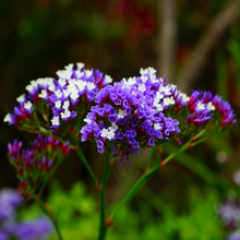 Load image into Gallery viewer, Beautiful summer flower panicles of lavender and white inflorescences on a Limonium perezii Sea Lavender | Heartwood Seeds UK