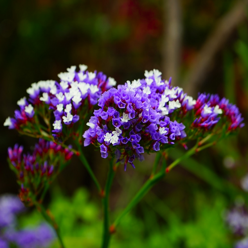 Beautiful summer flower panicles of lavender and white inflorescences on a Limonium perezii Sea Lavender | Heartwood Seeds UK