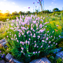 Load image into Gallery viewer, Airy clouds of gentle grey-green foliage form perfect foil to majestic blooms of Purple Toadflax Linaria purpurea Canon Went