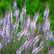 Load image into Gallery viewer, Delicate spires of rich maroon &amp; soft pink summer flowers contrast on perennial Linaria purpurea Canon Went •Heartwood Seeds