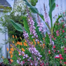 Load image into Gallery viewer, Fantastic naturalistic prairie meadow drifts of Linaria purpurea Canon Went Autumn two-lip flowers in a cottage garden design