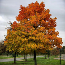 Load image into Gallery viewer, Fiery orange and red autumn leaves and pyramidal shape of a Liquidambar formosana Chinese Sweet Gum Tree | Heartwood Seeds UK